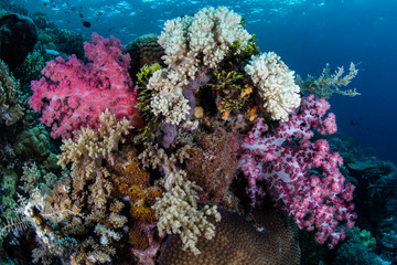 Naklejka na ściany i meble Colorful Soft Corals in Wakatobi National Park
