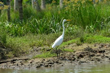 Silberreiher, Indien