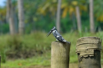 Eisvogel, Indien