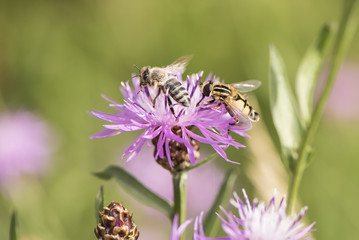 Schwebfliegen auf einer Kornblume in einem Sumpf Biotop