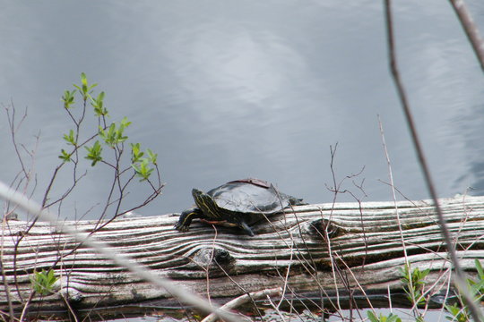 Painted Turtle on a Log in Still Waters