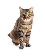 Fototapeta na wymiar Adult Tabby Cat With Tipped Ear