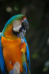 Blue and orange macaw sitting on a perch and cleaning its talons