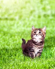 Naklejka na ściany i meble Cute Kitten on Grass Outdoors