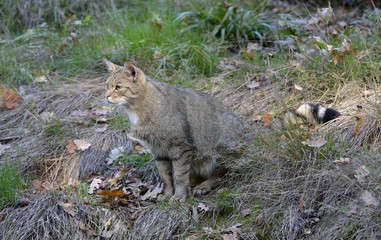 Wildkatze
