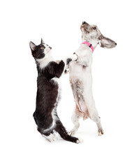 Obraz premium Funny Cat and Dog Dancing Together