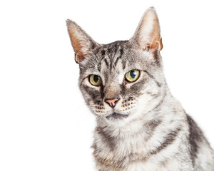 Portrait Beautiful Grey Striped Cat