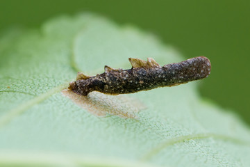 Coleophora limosipennella micro moth larval case. Case surrounding pupa of insect in family Coleophoridae, on leaf of elm (Ulmus sp.)