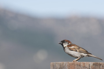 House Sparrow
