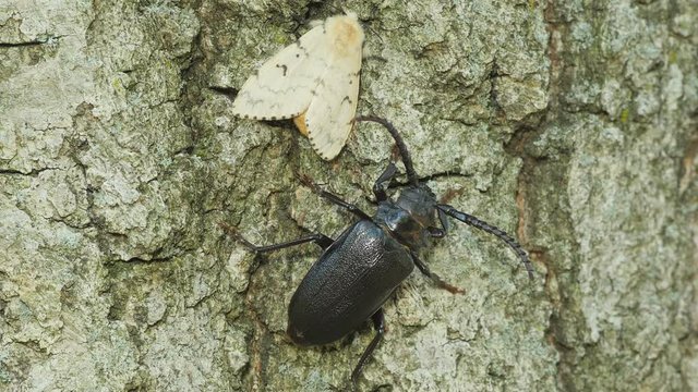 4K Broad-necked Root Borer (Prionus laticollis) and Gypsy Moth (Lymantria dispar) 2