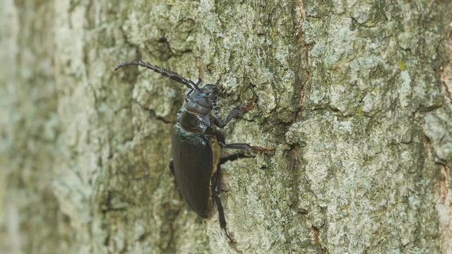 4K Broad-necked Root Borer (Prionus laticollis) - Female 4
