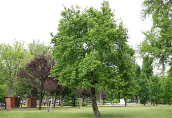 Beautiful green tree in park