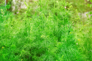 Beautiful green grass background
