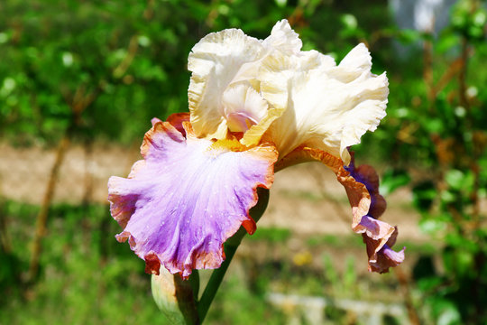 Colorful iris bud, close up