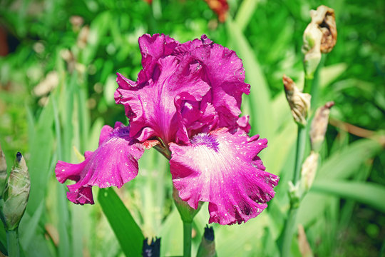 Colorful purple iris bud, close up