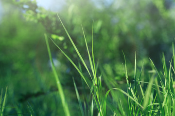 Beautiful wild green grass in shiny summer day