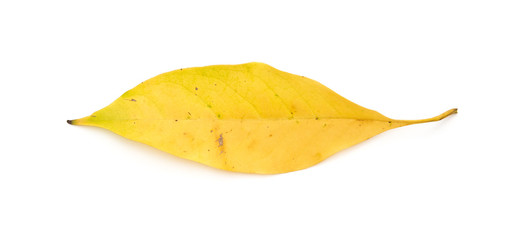 Naklejka premium yellow leaf on white background