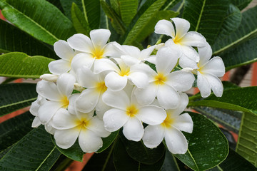 White frangipani or white plumeria flowers on tree