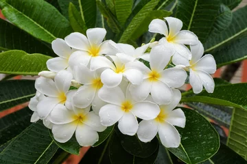 Crédence en verre imprimé Frangipanier White frangipani or white plumeria flowers on tree