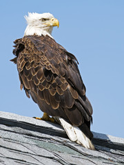 Bald Eagle on Roof