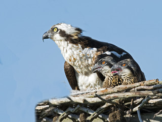 Osprey Mother and Chicks
