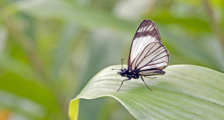 Fototapeta na wymiar Brazilian butterfly sighted in remnant of Atlantic Rainforest
