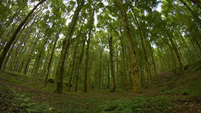 Slow, upward tilting shot of tall trees in a wooded area with ferns and leaf debris covering the forest floor. Fisheye effect with nature sounds. Video 3840x2160