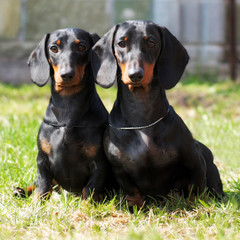 two purebred dogs, a German smooth-haired Dachshund sitting in t