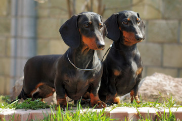 two purebred dogs, a German smooth-haired Dachshund looking in t