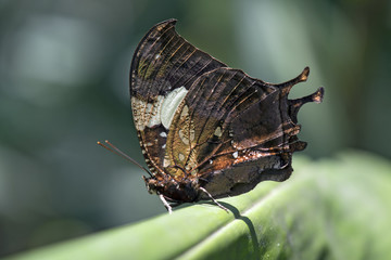 Brazilian butterfly sighted in remnant of Atlantic Rainforest