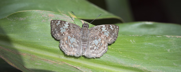 Brazilian butterfly sighted in remnant of Atlantic Rainforest