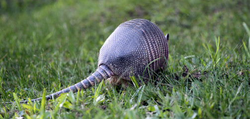 Armadillo searching for food in the field
