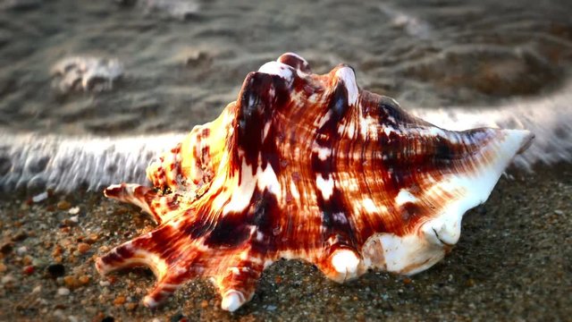 Shell on beach 4k