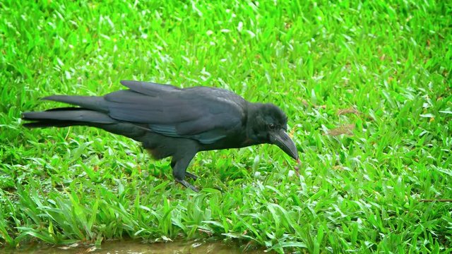 Big, black raven, with his large beak and shiny feathers, pecking and pulling at an earthworm that he caught in the grass along the water's edge. Video UltraHD
