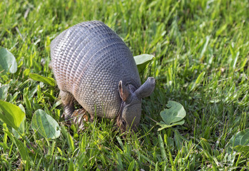 Armadillo searching for food in the field