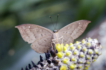 Brazilian butterfly sighted in remnant of Atlantic Rainforest