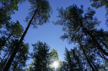 Sky and pines