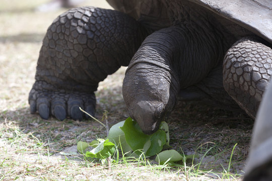 Giant tortoise at Curieuse island eating green leaves