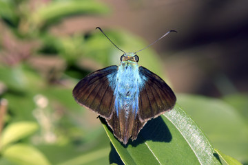 Brazilian butterfly sighted in remnant of Atlantic Rainforest