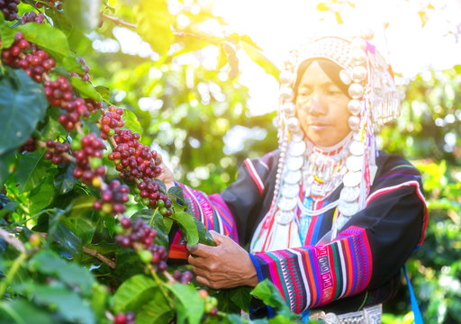 Hand of woman show coffee beans from branch of coffee plant 