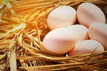 Eggs in nest on the nature or farm, Fresh eggs for cooking and material in Kitchen room, New eggs background for food magazine, Healthy food for old people or Patient which will help to refresh life.