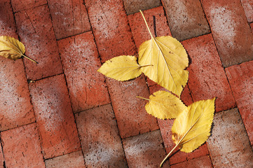 yellow fallen leaves on the sidewalk