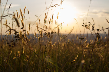 Tall Grass in Front of a Sunset