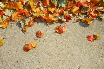 fallen colorful leaves on the ground in autumn