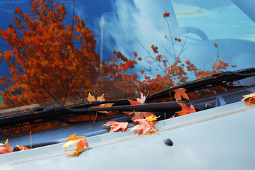 autumn leaves on the car windshield with tree and blue sky reflected