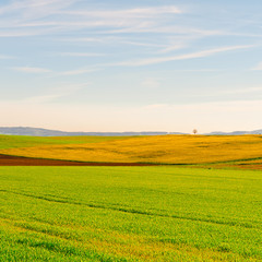 Obraz premium Green Meadows