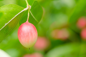 karonda or Carunda Fruits