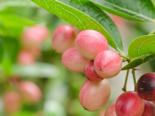 karonda or Carunda Fruits