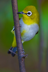 Close up of Oriental White-eye (Zosterops palpebrosus ) in real nature in Thailand