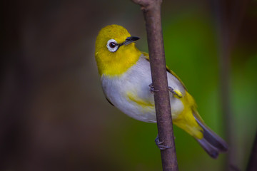 Close up of Oriental White-eye (Zosterops palpebrosus ) in real nature in Thailand